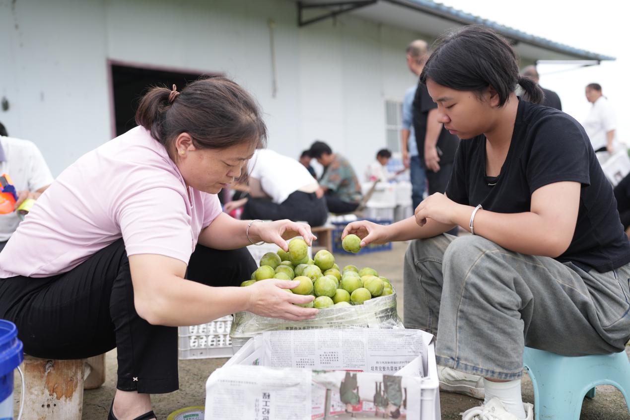 厚坡镇后街村群众在分拣杏李。邹雄摄