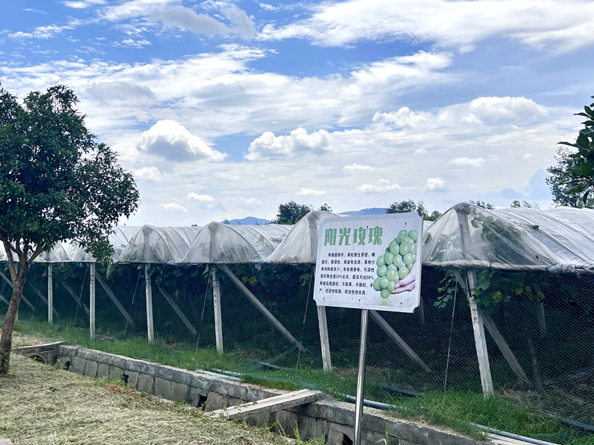 信阳潢川：瓜果飘香采摘忙 “甜蜜经济”促增收