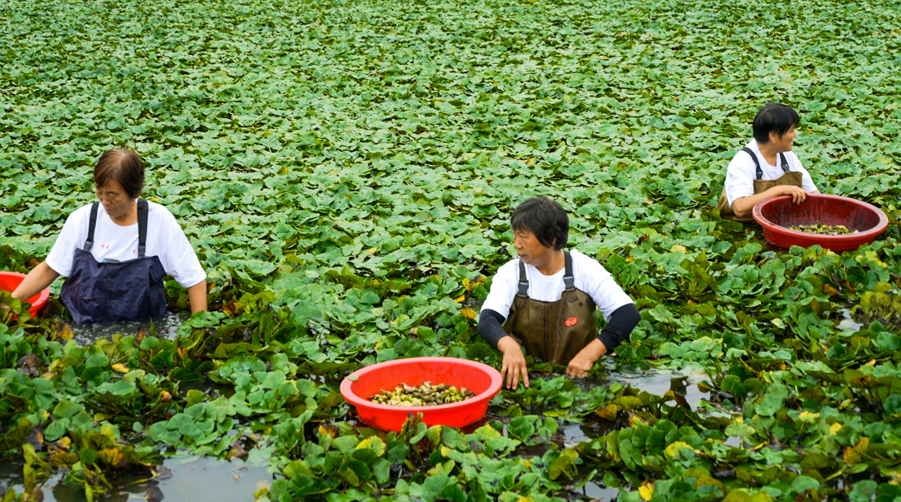 村民在採摘菱角，一幅豐收畫卷。 梅曙賢攝