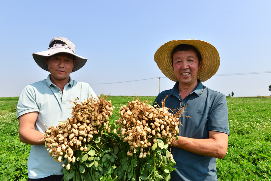 汝州：花生喜获丰收