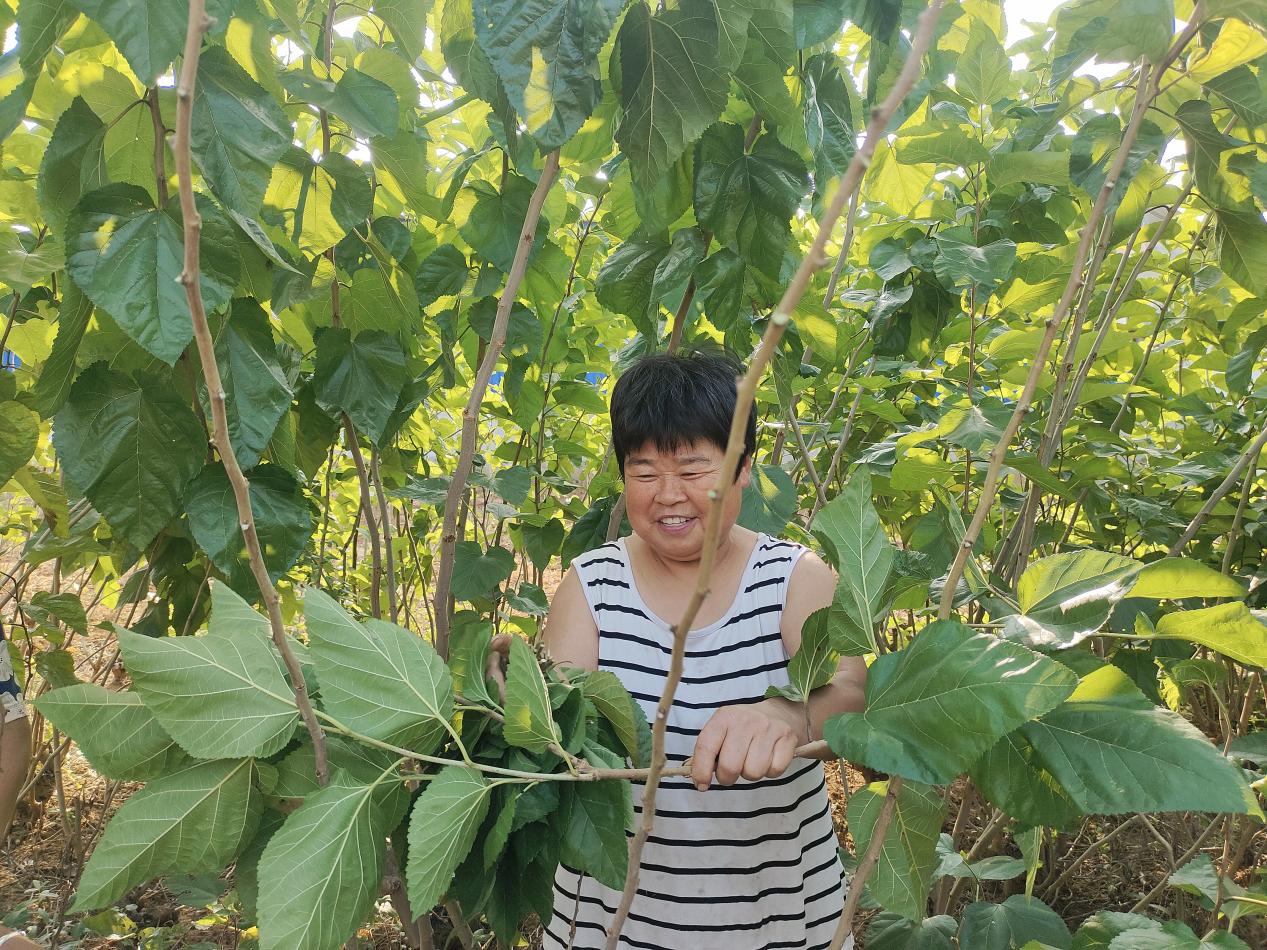 河南淅川：桑绿“三户”党旗红