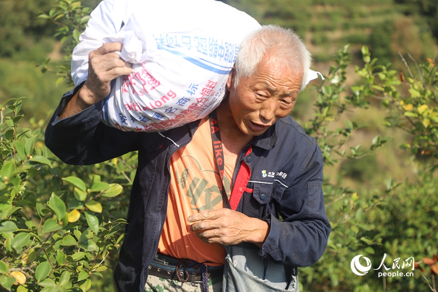 村民把油茶果背下山。人民网记者 王玉兴摄