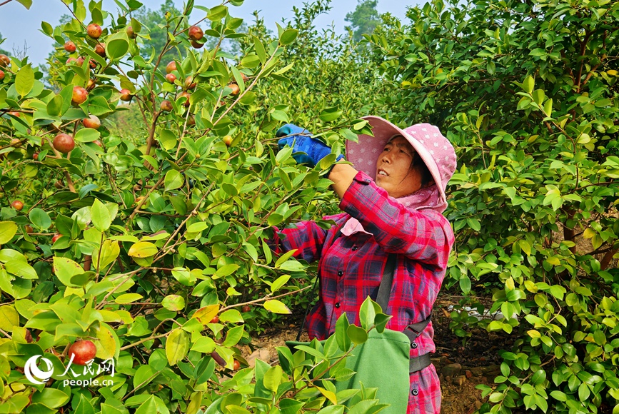 村民采摘油茶果。 人民网记者 王玉兴摄