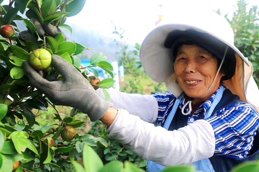 村民采摘油茶果。 鄢邦浩摄