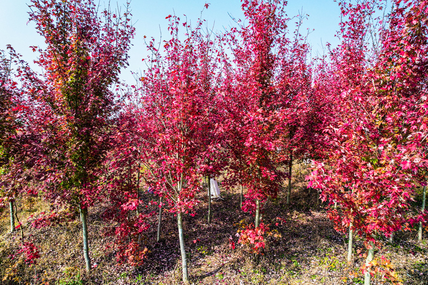 信陽光山縣：楓葉紅了 “楓”景正好