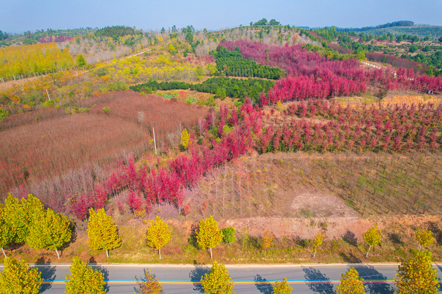 信陽光山縣：楓葉紅了 “楓”景正好