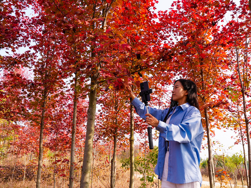 信陽光山縣：楓葉紅了 “楓”景正好