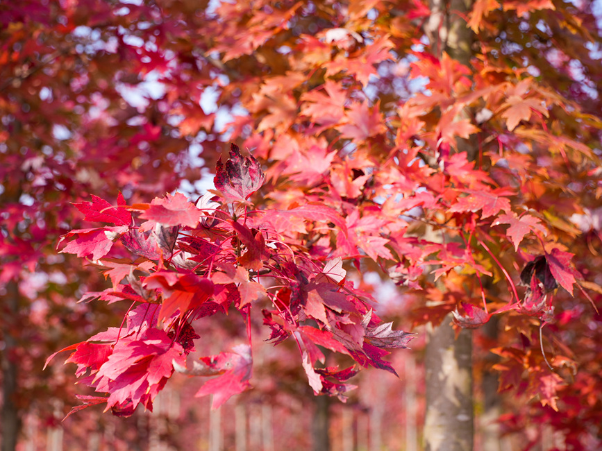 信陽光山縣：楓葉紅了 “楓”景正好