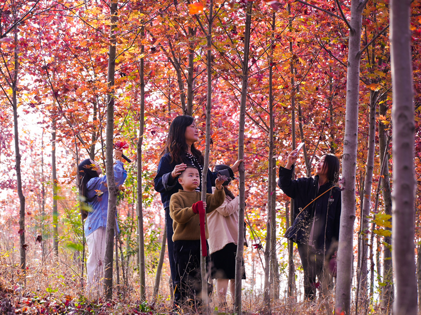 信陽光山縣：楓葉紅了 “楓”景正好