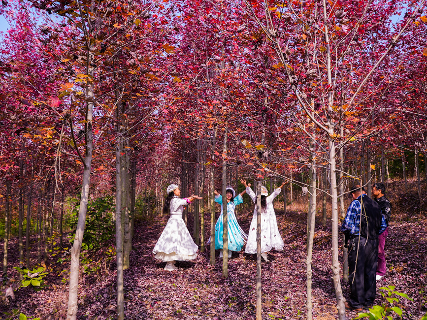 信陽光山縣：楓葉紅了 “楓”景正好