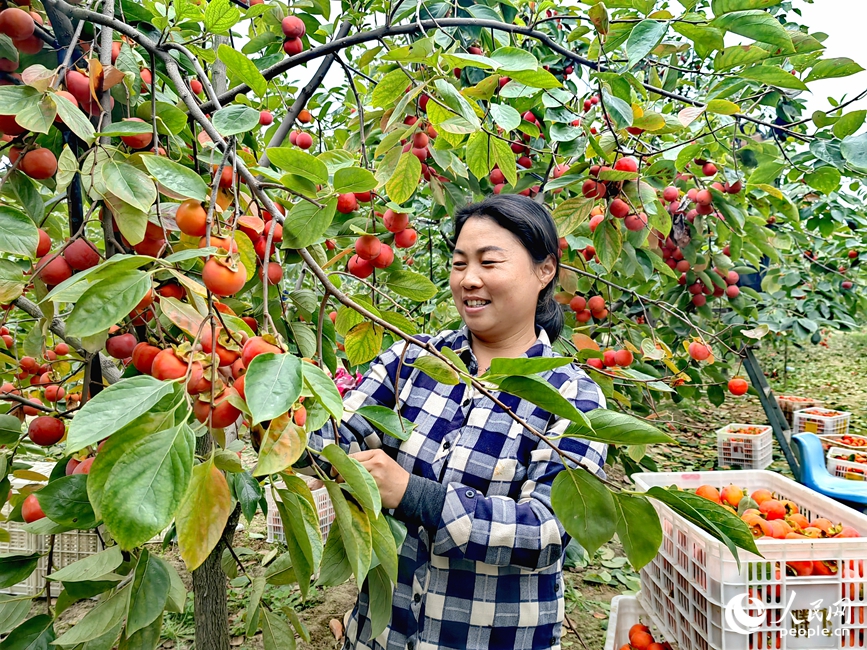 采摘柿子。  人民网 程明辉摄