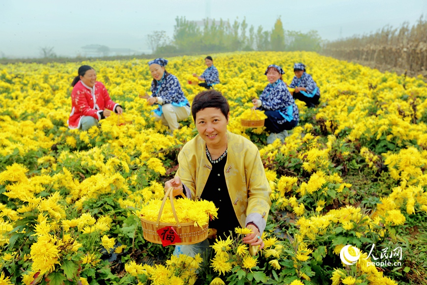 採摘金絲皇菊。人民網 程明輝攝