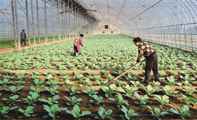 種好綠色菜園 豐富市民菜籃