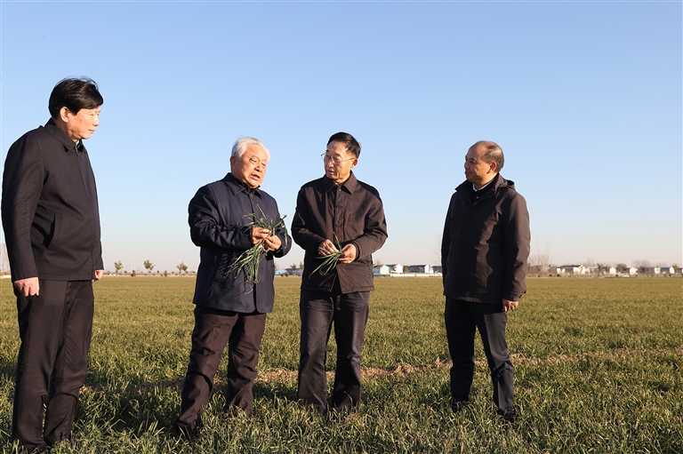　一月七日，省委书记刘宁走进新乡市平原示范区高标准农田，察看小麦长势情况。 董亮 蔡迅翔 摄