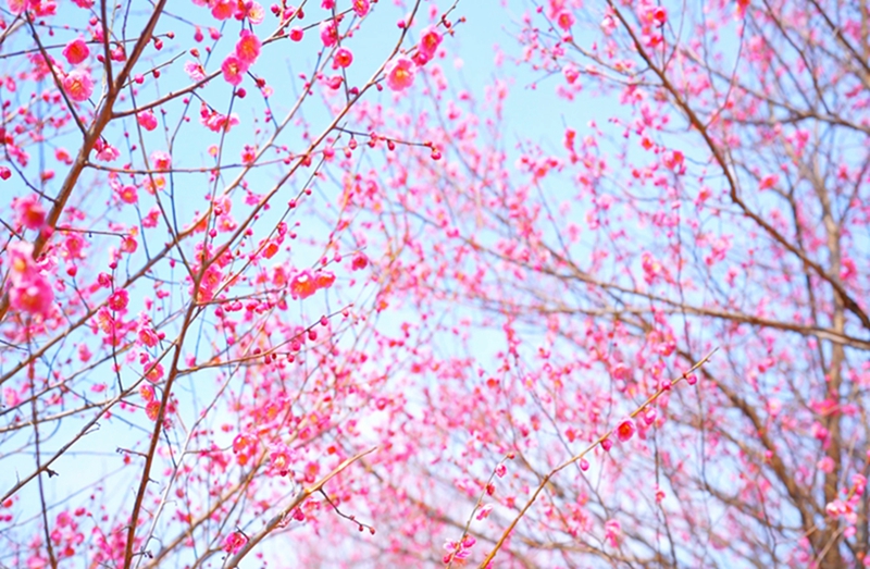 信阳市浉河区：春耕花海忙 不负好时光