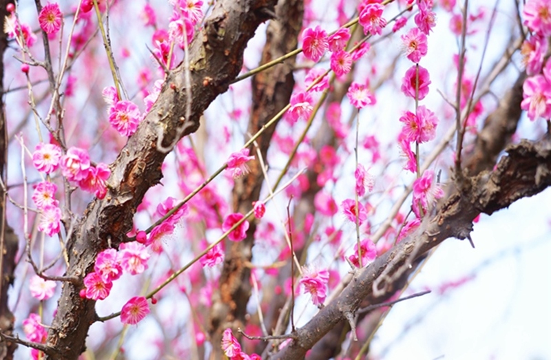 信陽市浉河區：春耕花海忙 不負好時光