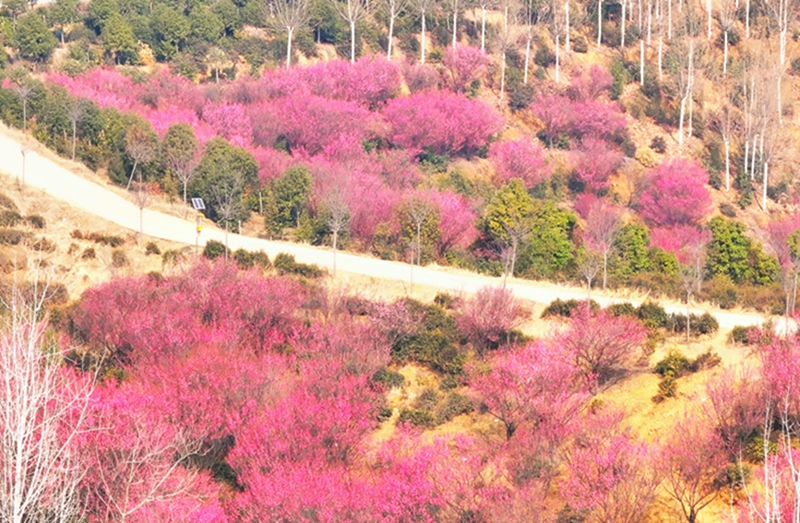 信阳市浉河区：春耕花海忙 不负好时光