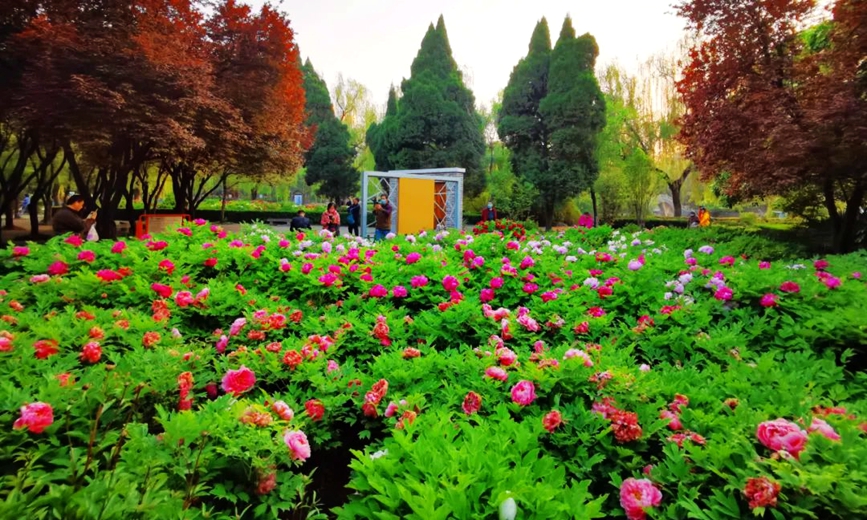 潘郁 摄（往年牡丹花开盛景）