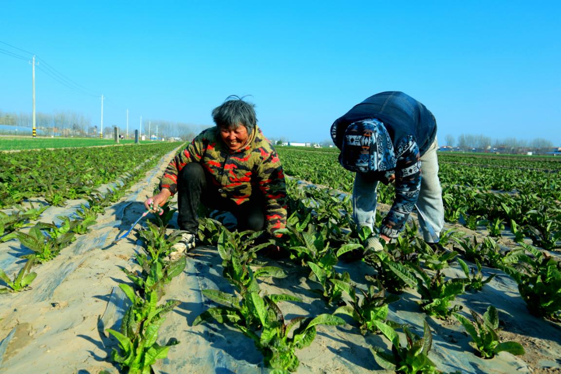 菜农正对自家菜地进行早笋田间除草，确保早笋生长。李文忠摄