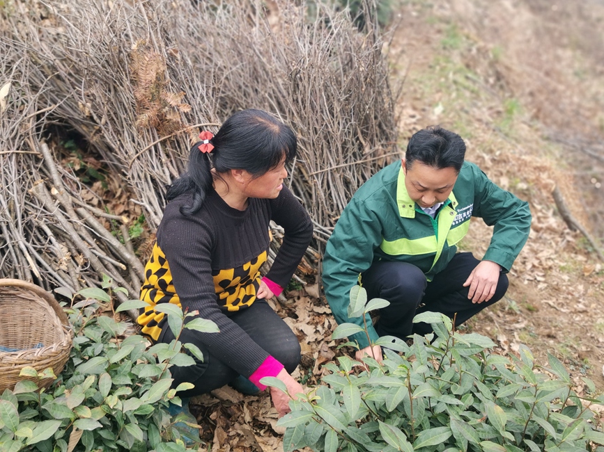 茶专家到田家地头为茶农指导。徐铭摄