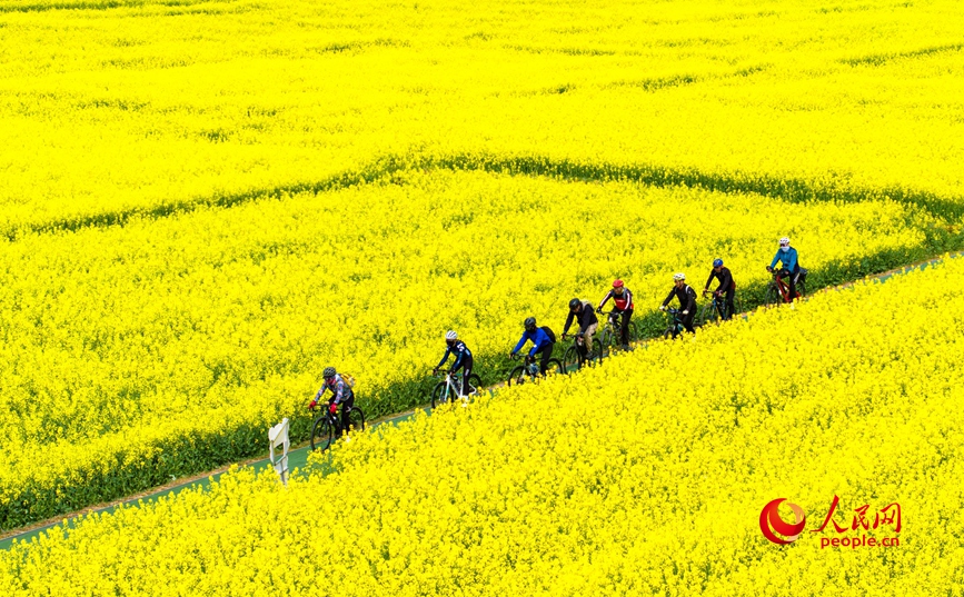 花海中騎行。人民網記者 王玉興攝