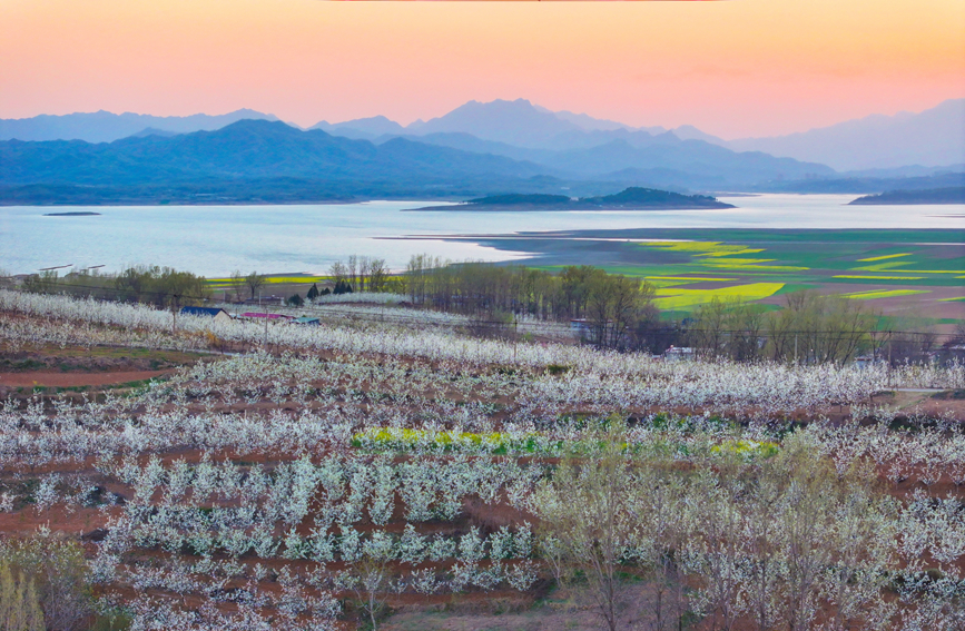 梨花盛开美乡村。鲁山县委宣传部供图