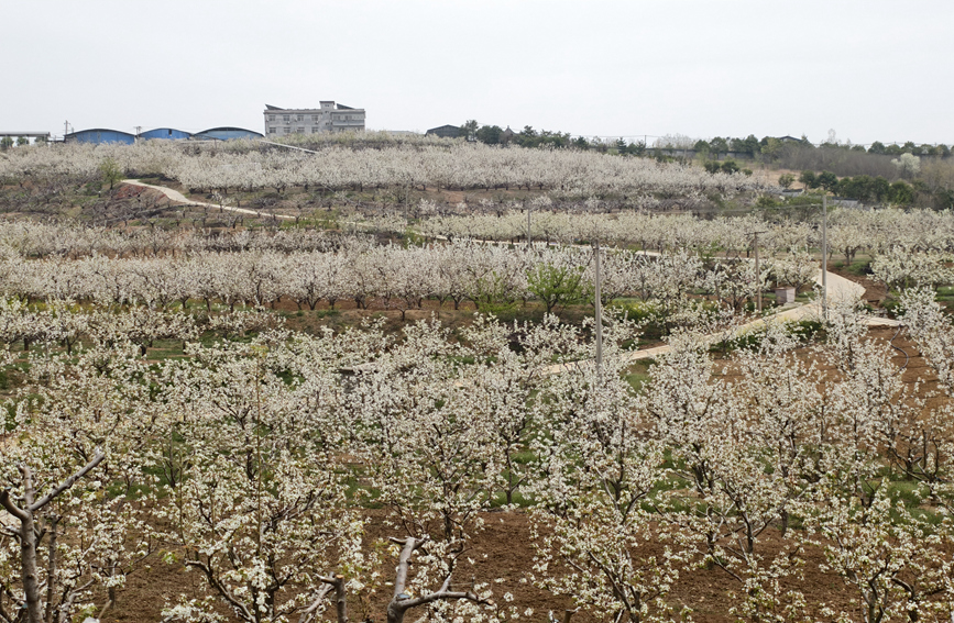 梨花盛开美乡村。鲁山县委宣传部供图