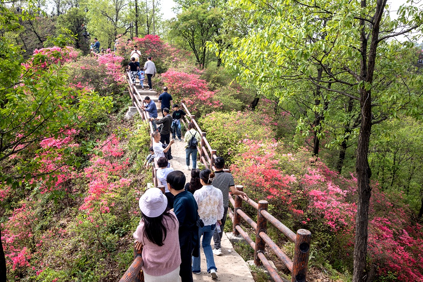 杜鹃花绽放迎游客。何进文摄