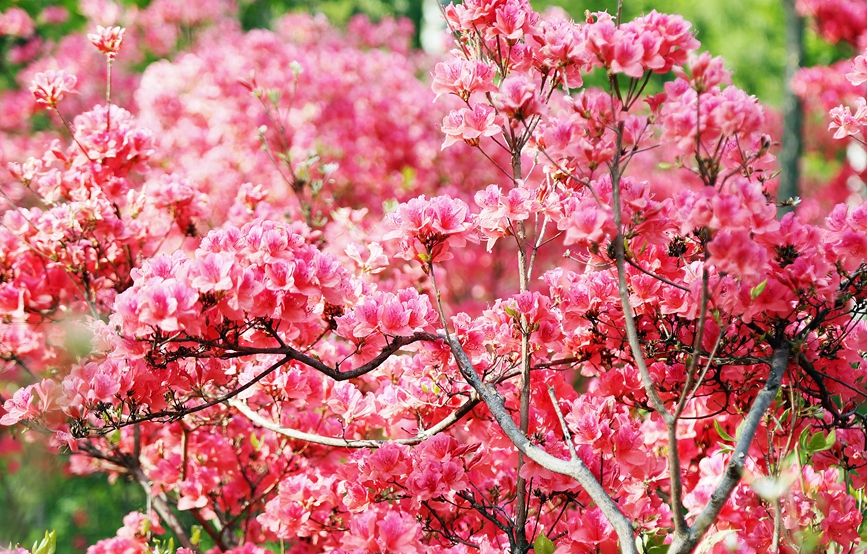杜鵑花競相綻放。康紅軍攝