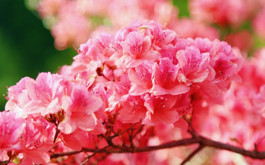 杜鵑花競相綻放。康紅軍攝