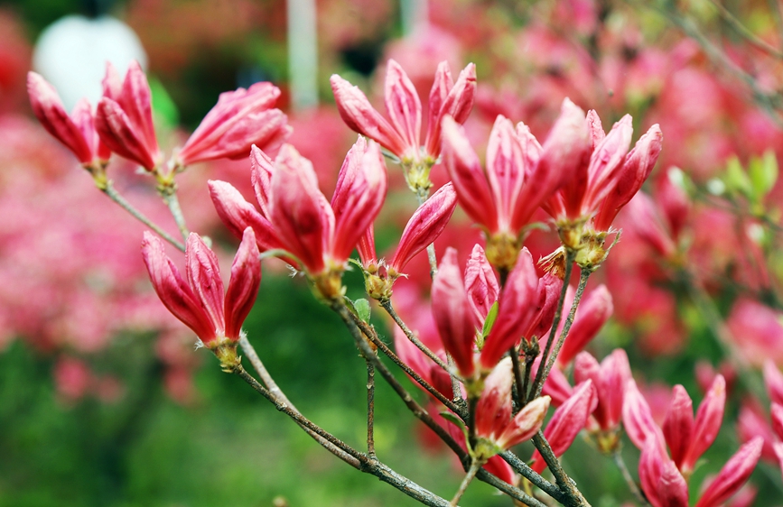 杜鵑花含苞待放。康紅軍攝