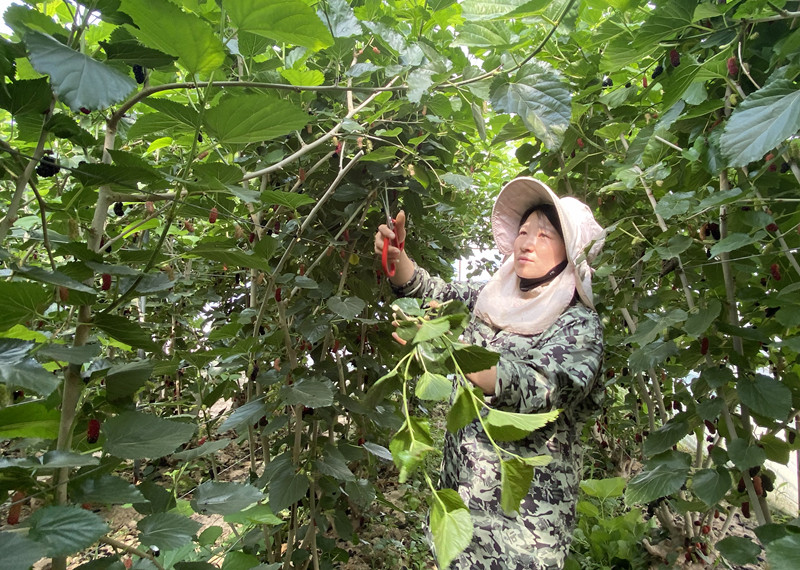 村民在对果树修剪。唐河县委宣传部供图