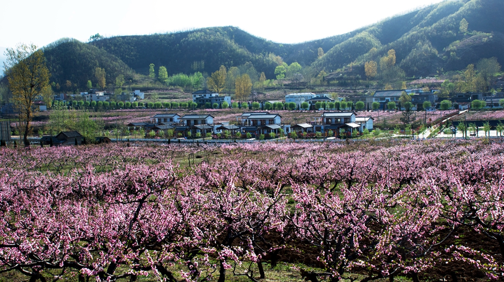 合峪镇柳坪村桃林
