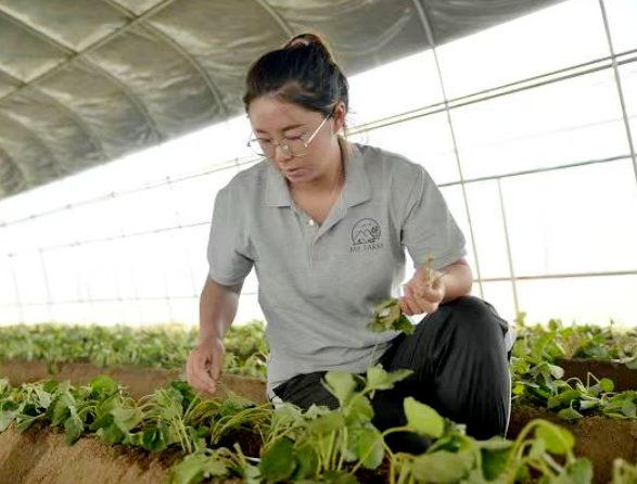 近年来，栾川县因地制宜探索区域人才发展新路子，积极构建“引育用服”全链条人才发展体制机制，持续释放人才创新创业活力，以人才发展提升县域发展核心竞争力。