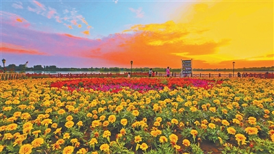 游客在鄢陵縣一景區賞景。徐礦偉攝