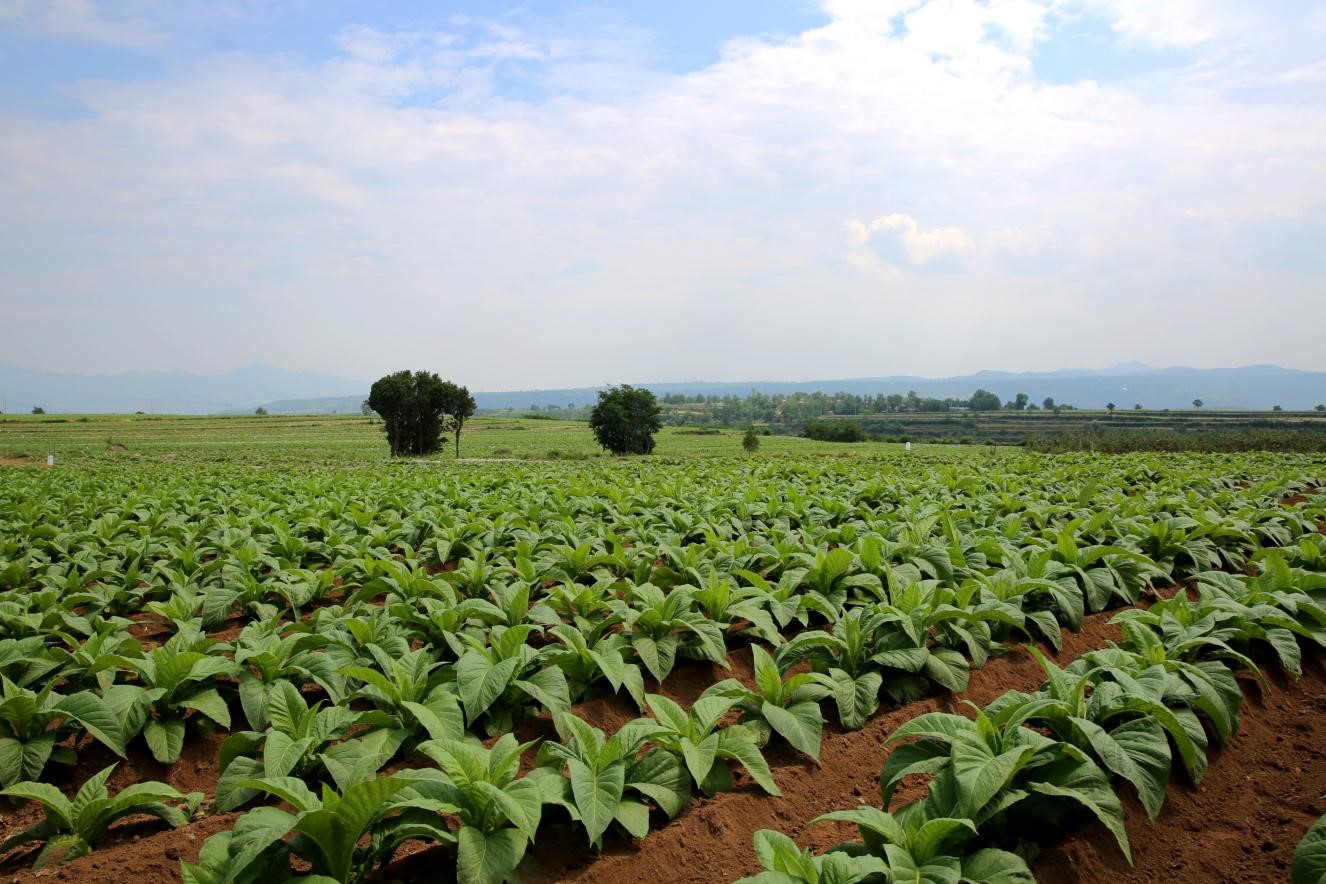 朱阳透山烟叶核心示范区。李伟摄