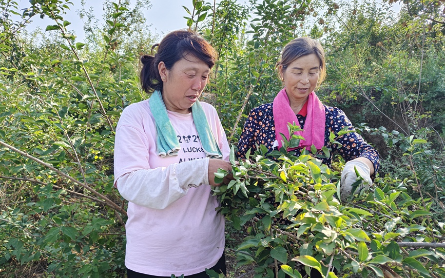 村民采摘连翘 张玉静 摄