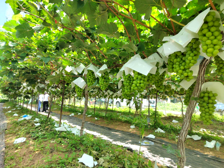 邱庄村金艳家庭农场的阳光玫瑰葡萄大棚