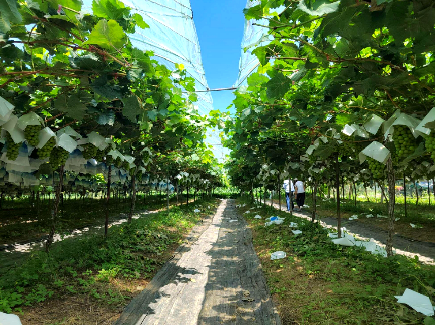 邱庄村金艳家庭农场的阳光玫瑰葡萄大棚。郏县县委宣传部供图