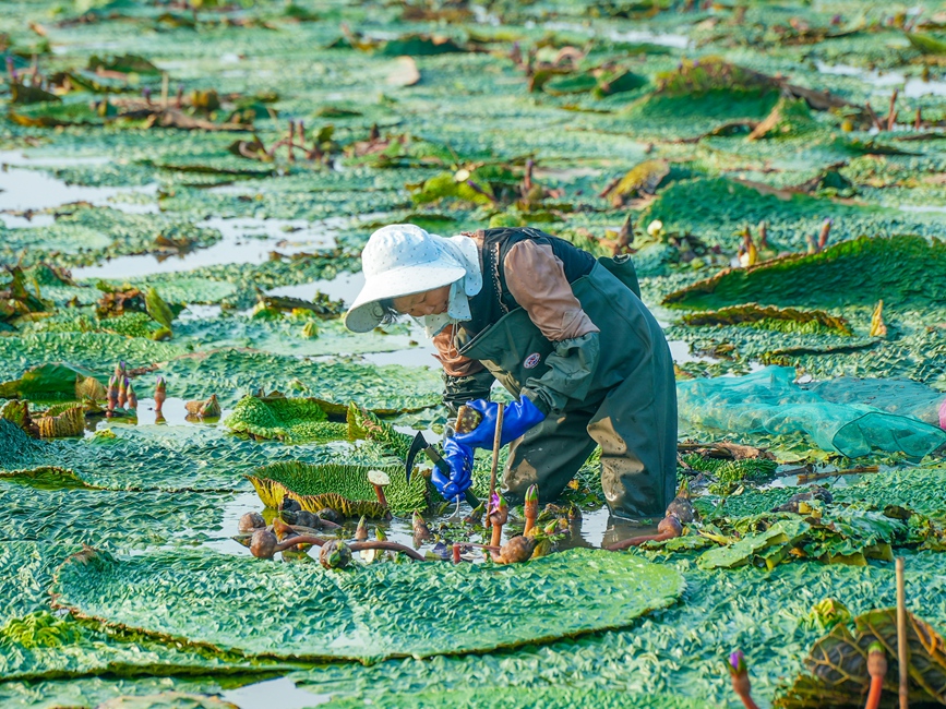 芡实田里采收忙。信阳市文广旅局供图
