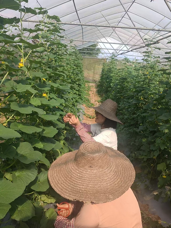 隊員們在廣西壯族自治區貴港市平南縣黃瓜種植棚內打理。受訪者供圖