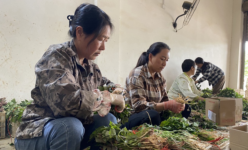 小薯苗撬動鄉村大振興