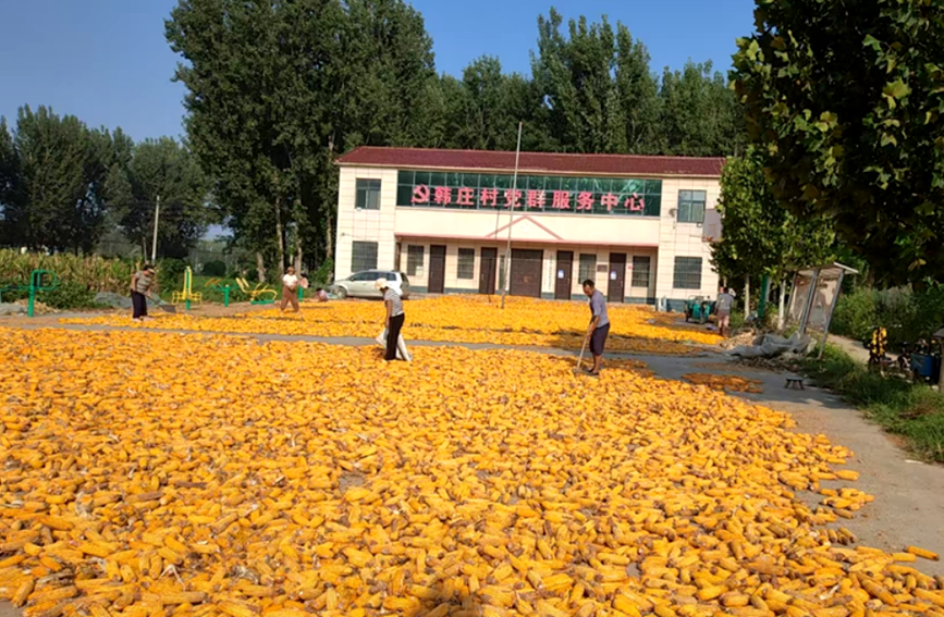 新鄉市封丘縣王村鄉韓庄村群眾在文化廣場上晾晒秋糧。羅菲攝