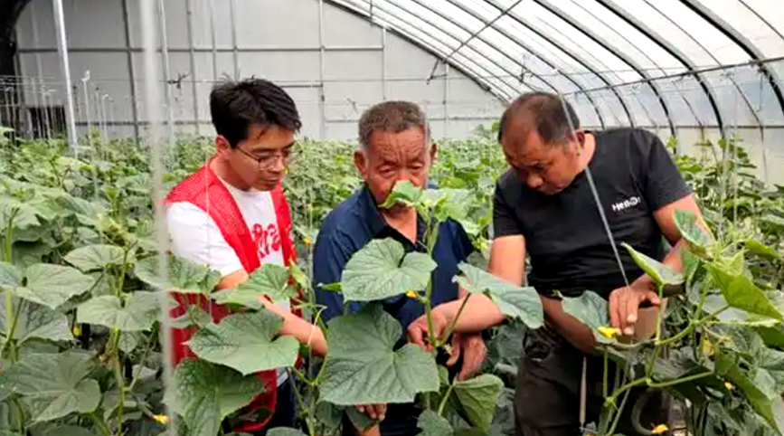 商丘市睢縣現代農業科技示范園蔬菜基地裡，科技特派員與基地負責人溝通。睢縣科技局供圖