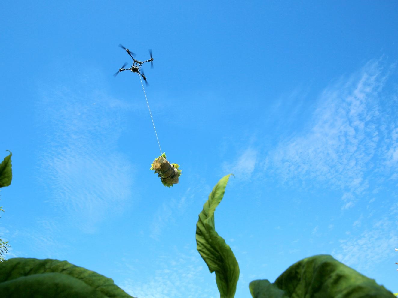 无人机吊运烟叶。李伟摄
