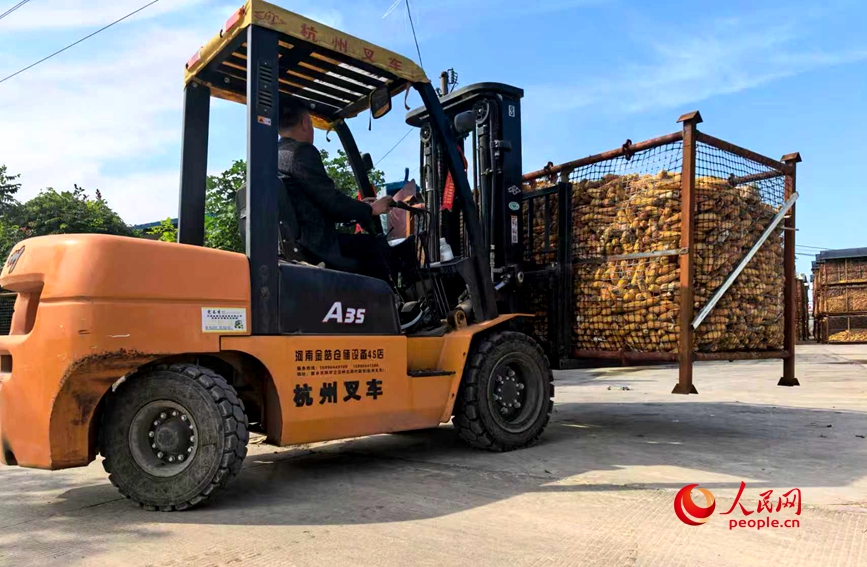 封丘县冯村乡种粮大户侯兰锋正在用叉车将铁笼搭建起来。人民网 程明辉摄