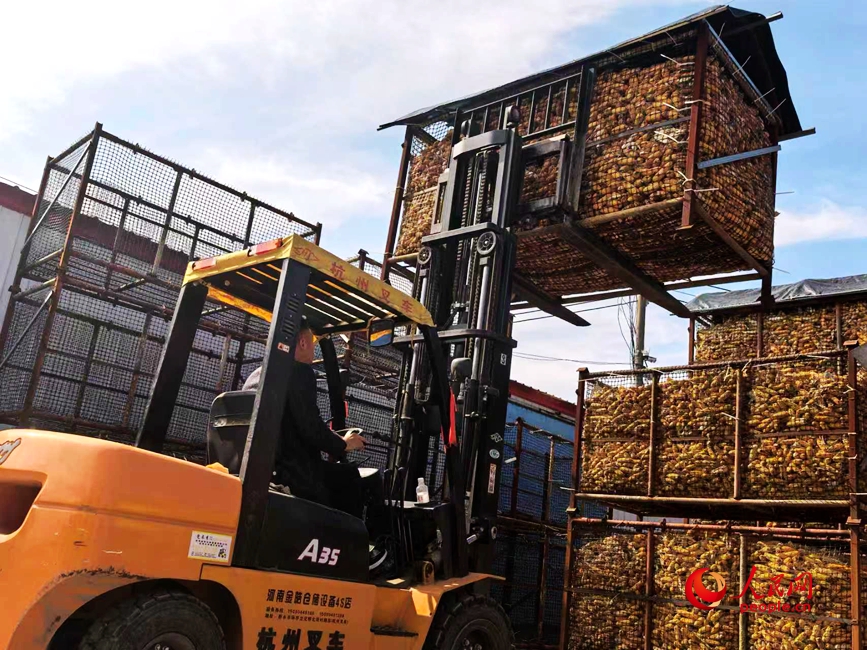 封丘县冯村乡种粮大户侯兰锋正在用叉车将铁笼搭建起来。人民网 程明辉摄