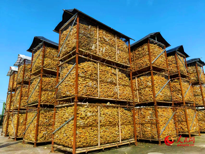 封丘县冯村乡种粮大户侯兰锋绿源家庭农场内的储粮铁笼整齐排列着。人民网记者 辛静摄