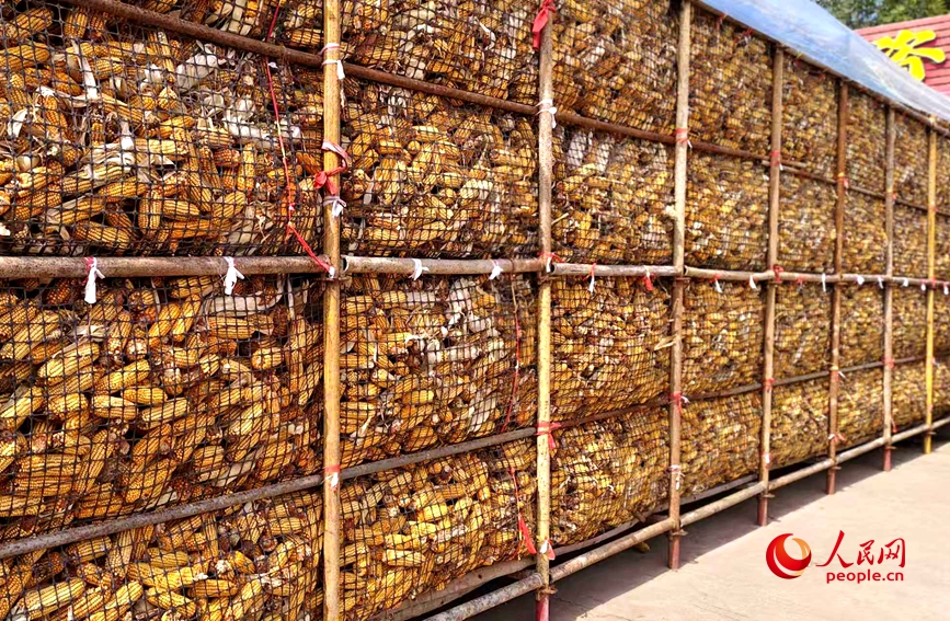 图为封丘县赵岗镇种粮大户吕耕珍农业家庭农场内的玉米笼。人民网记者 辛静摄