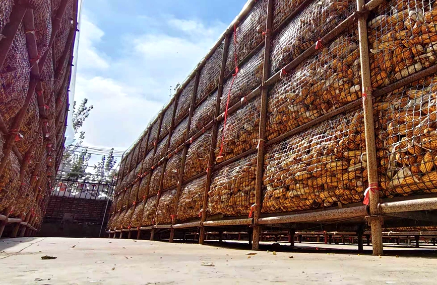 图为封丘县赵岗镇种粮大户吕耕珍农业家庭农场内的玉米笼。朱新国摄